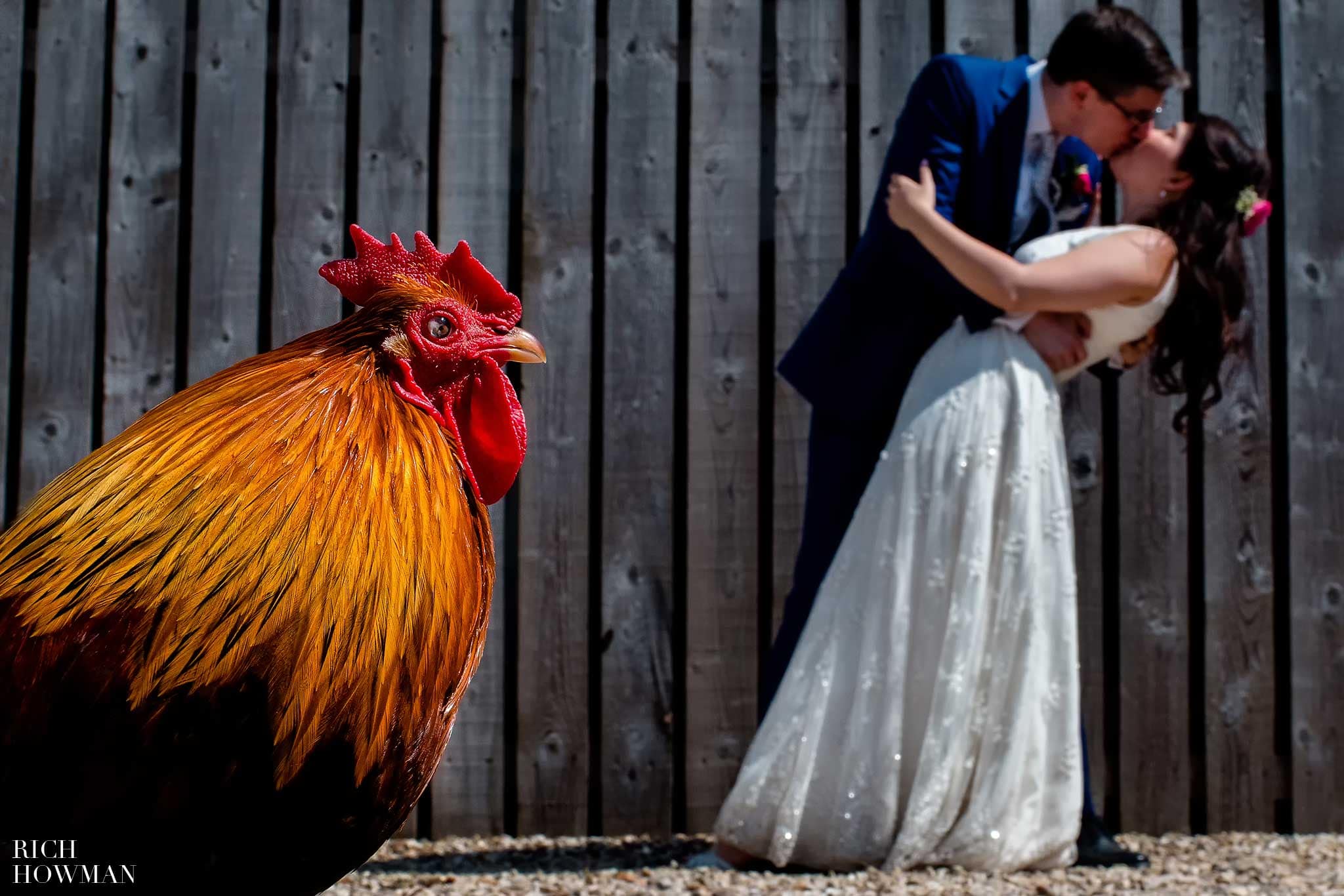Farm Wedding photography in Gloucestershire. A chicker is pictured with the bride and groom at their family farm wedding