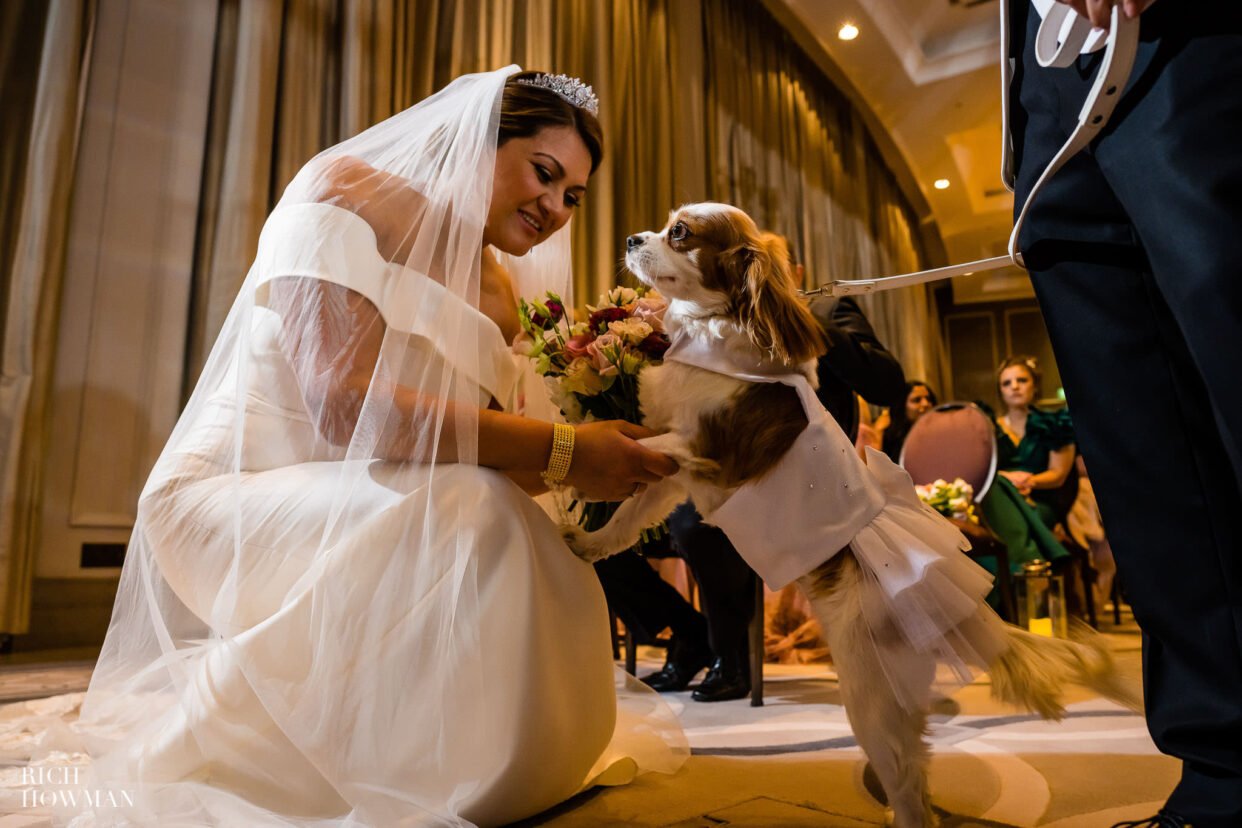 Dogs at Weddings 14